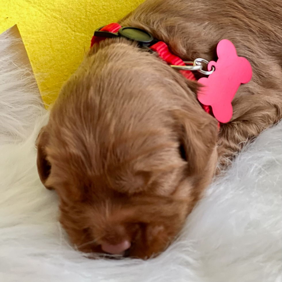 Red - Belle (Girl)