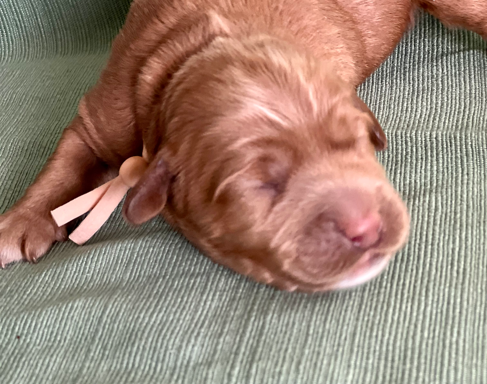 Hershey - Boy