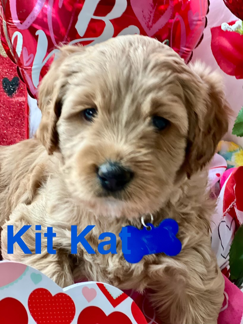 Kit Kat - Boy