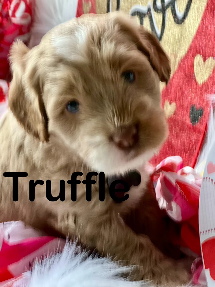 Truffle - Boy