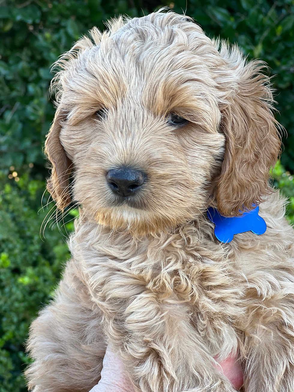 Kit Kat - Reserved