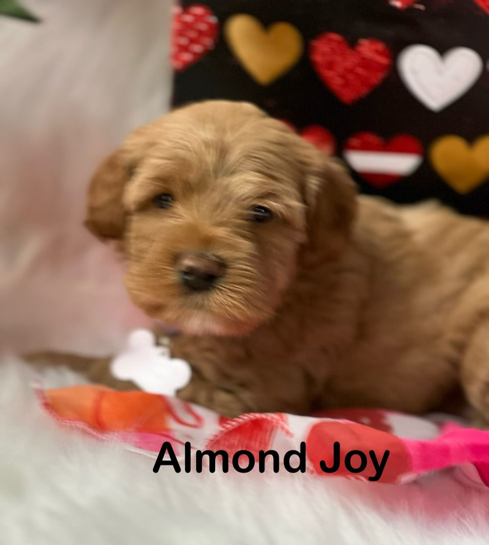 Almond Joy - Boy