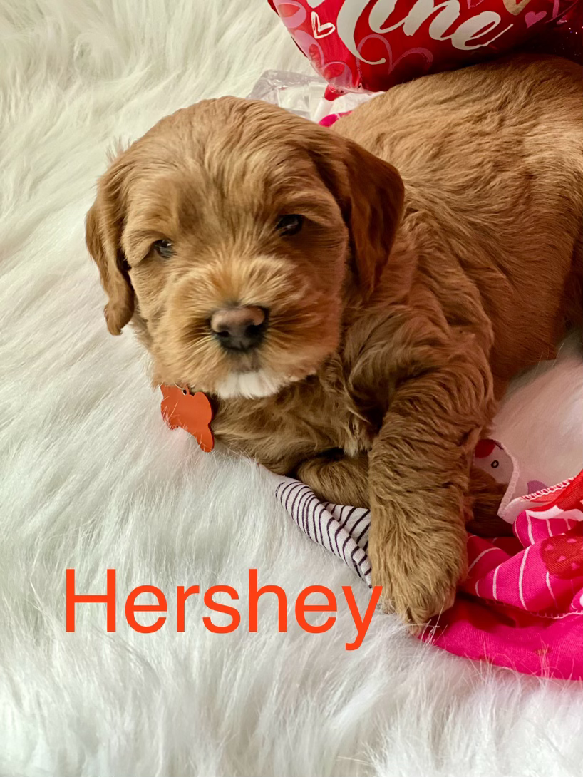 Hershey - Boy