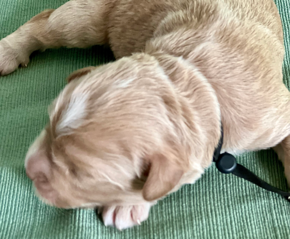 Truffle - Boy