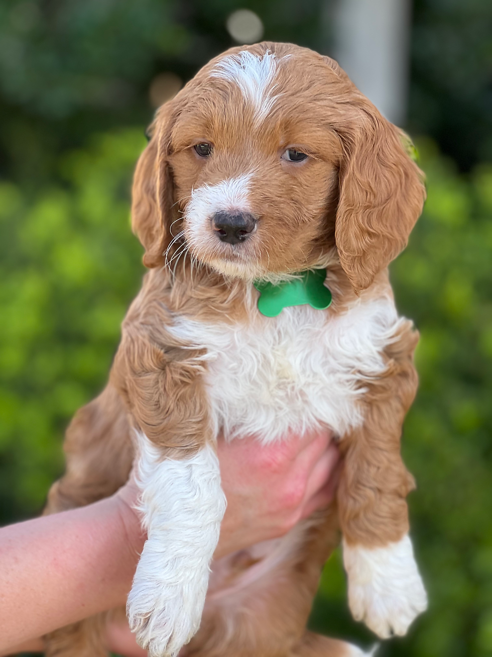 Tigger - Reserved