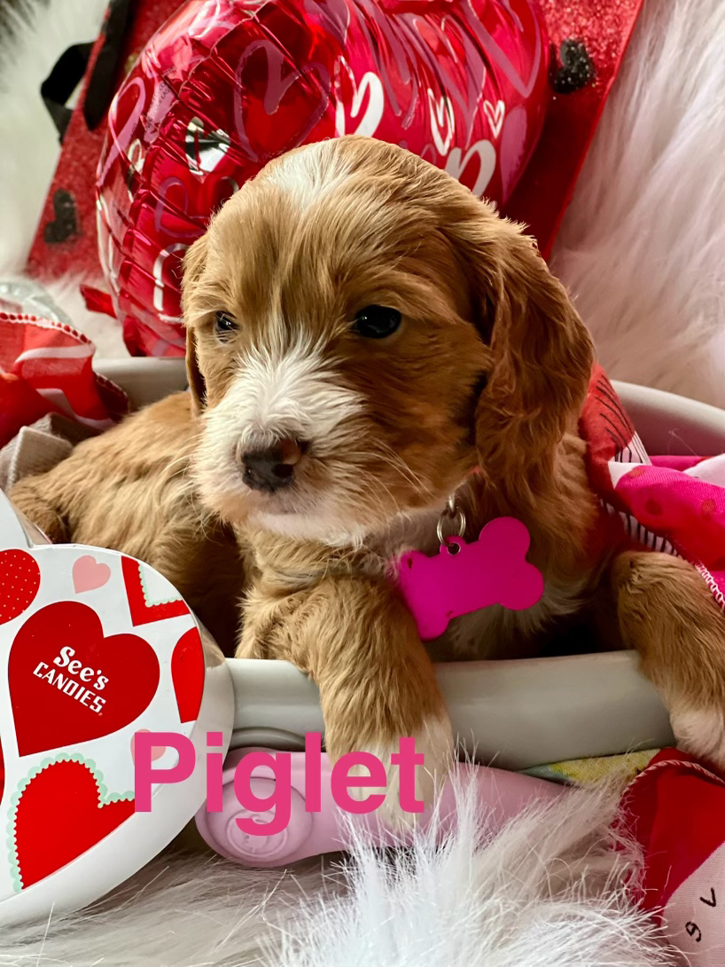 Piglet - Girl