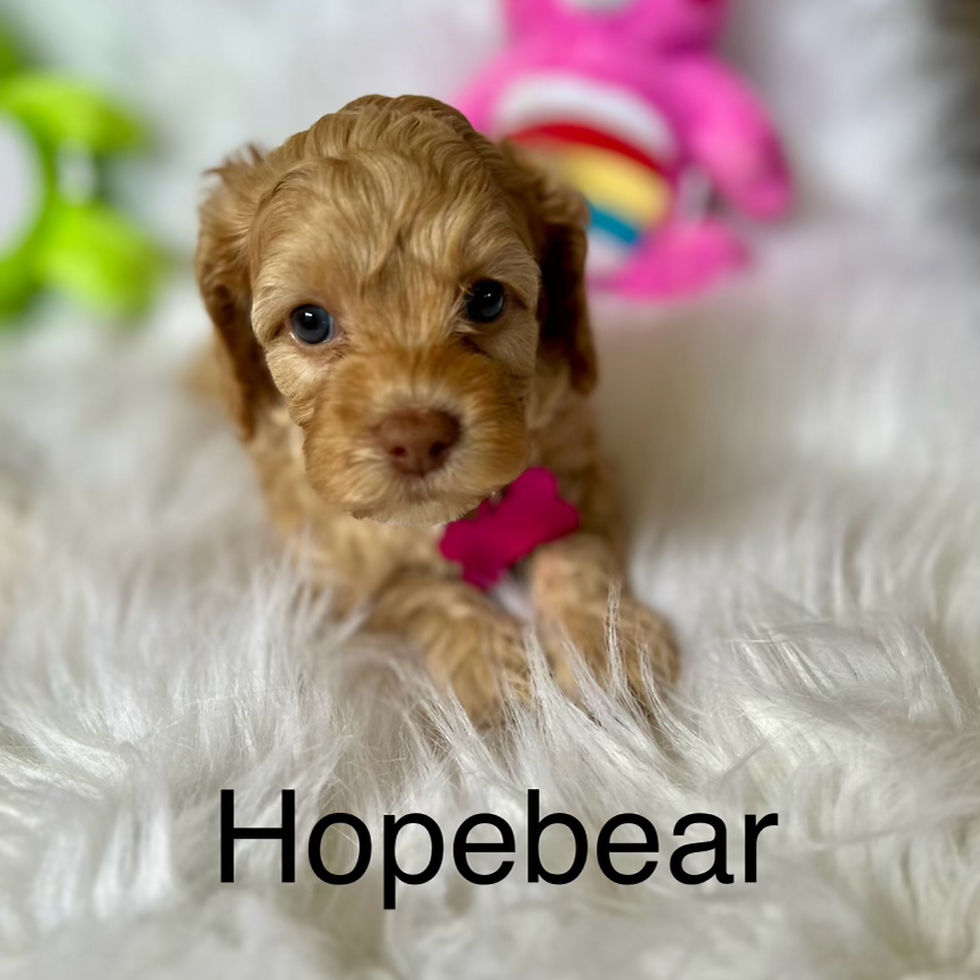 Pink - Hope Bear