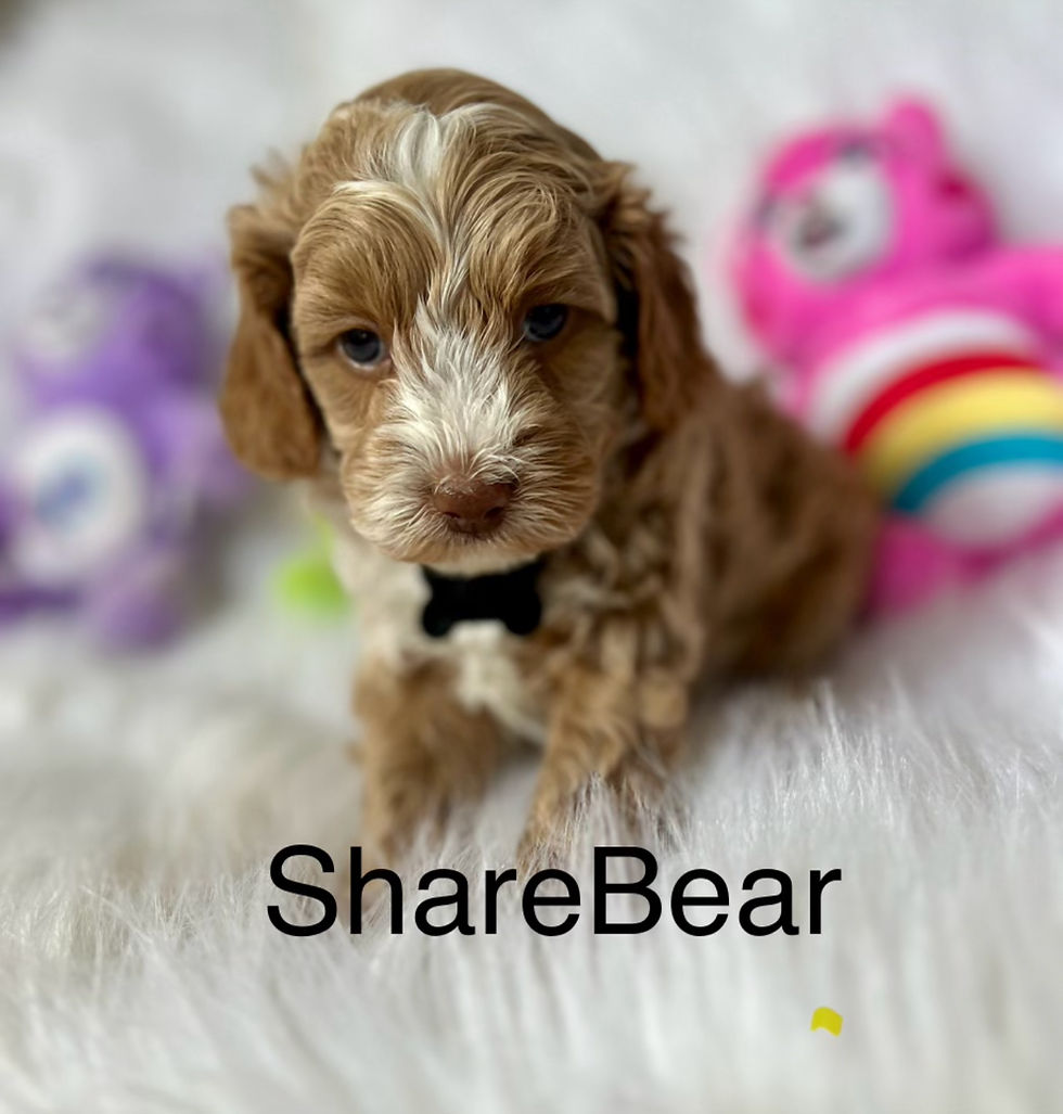 Black - Share Bear