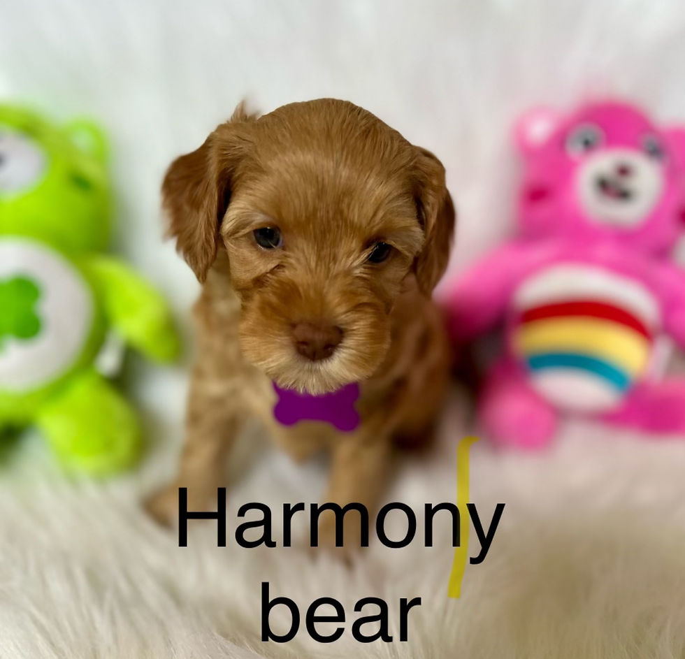 Purple - Harmony Bear