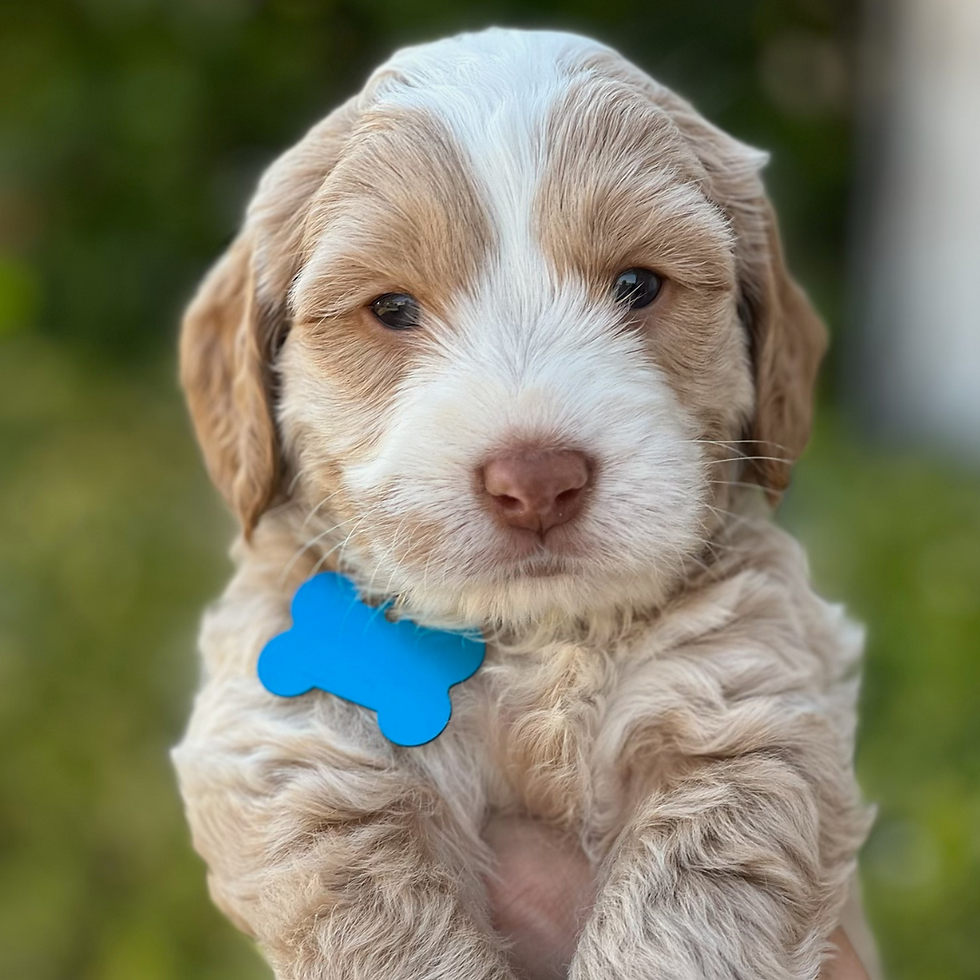 Light Blue - Maestro (Boy)