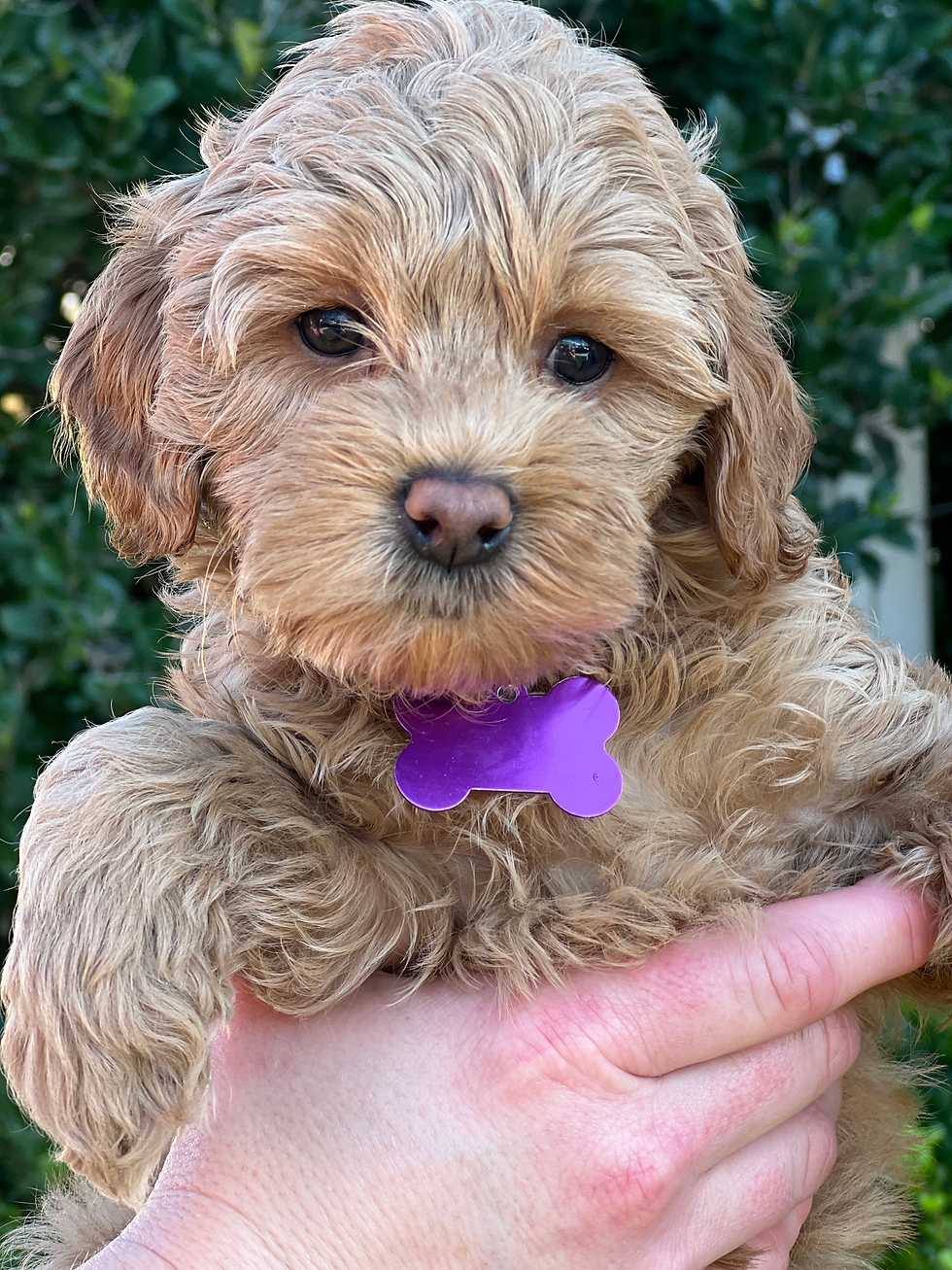 Baby Ruth - Reserved