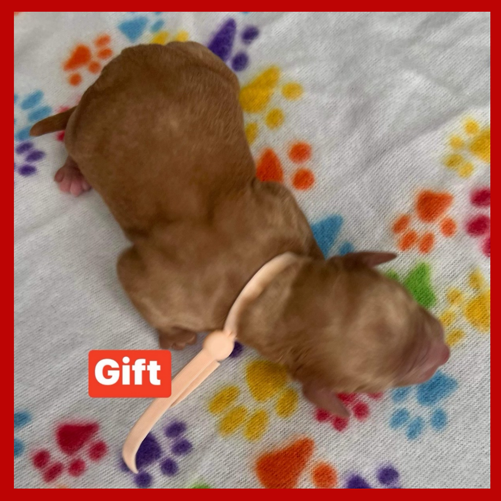 Gift