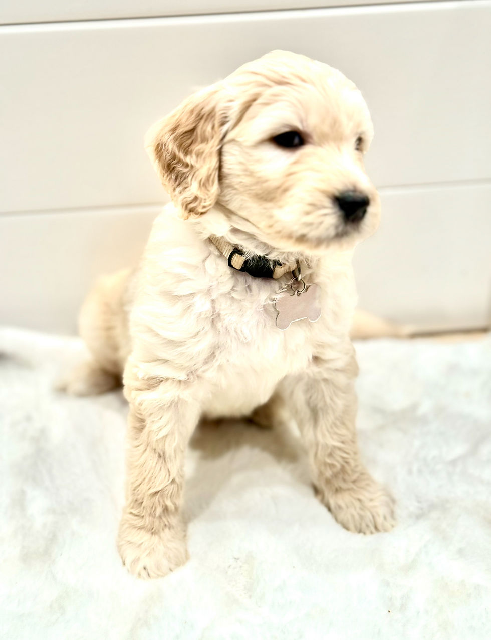 Snickerdoodle from Dana Point Goldendoodles