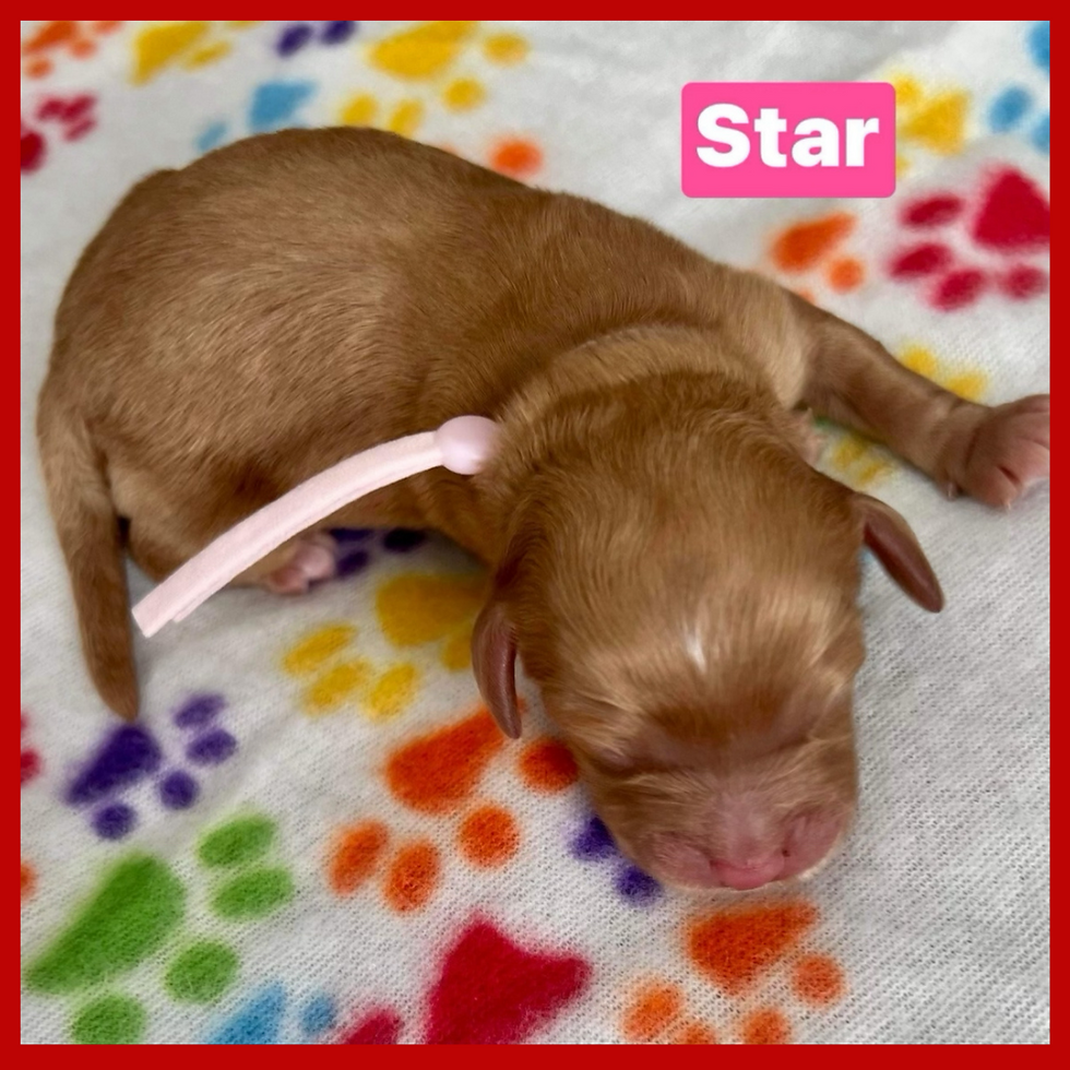 Star