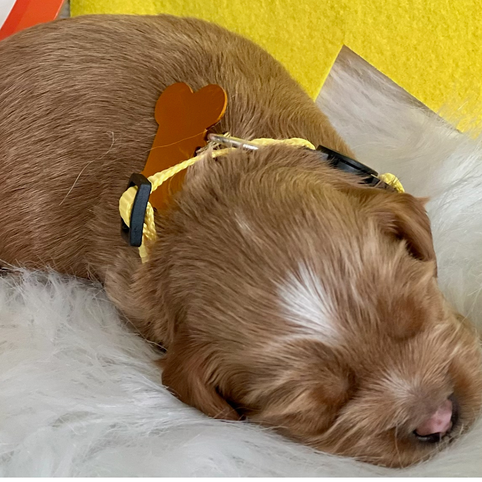 Yellow - Maurice (Boy)