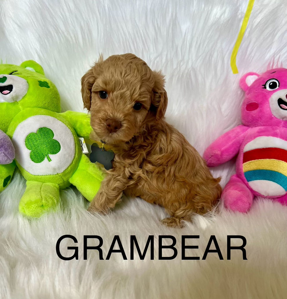 Grey - GramBear