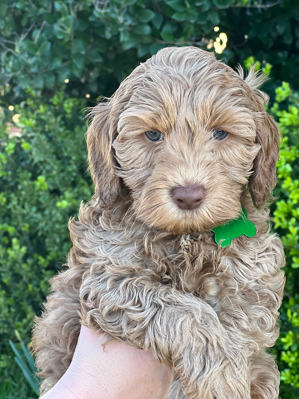 Peppermint - Reserved