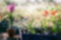 Plants in Trays
