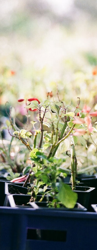 Plants in Trays