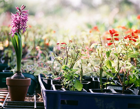 Plants in Trays