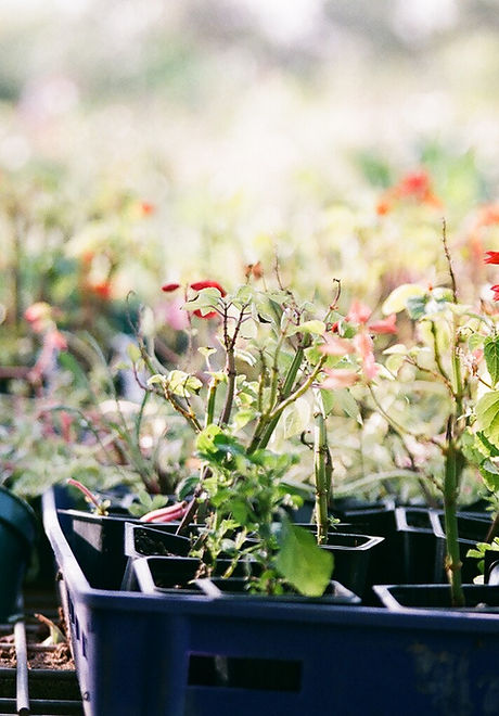 Plants in Trays