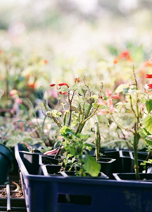 Plants in Trays