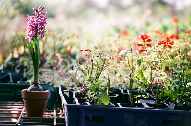 Plants in Trays