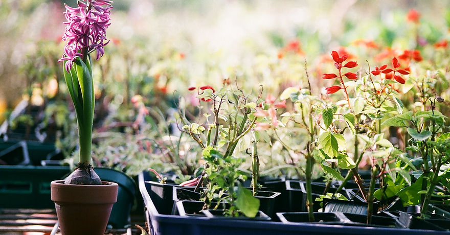 Plants in Trays