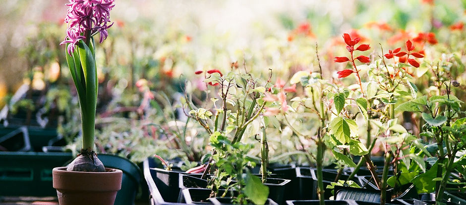 Plants in Trays