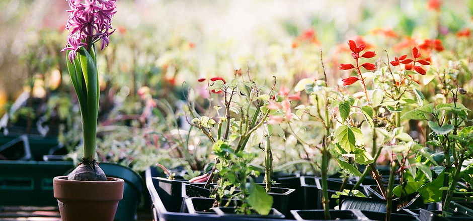 Plants in Trays