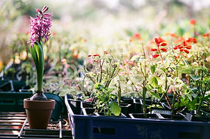 Plants in Trays