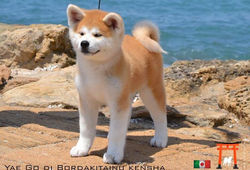 shiba
