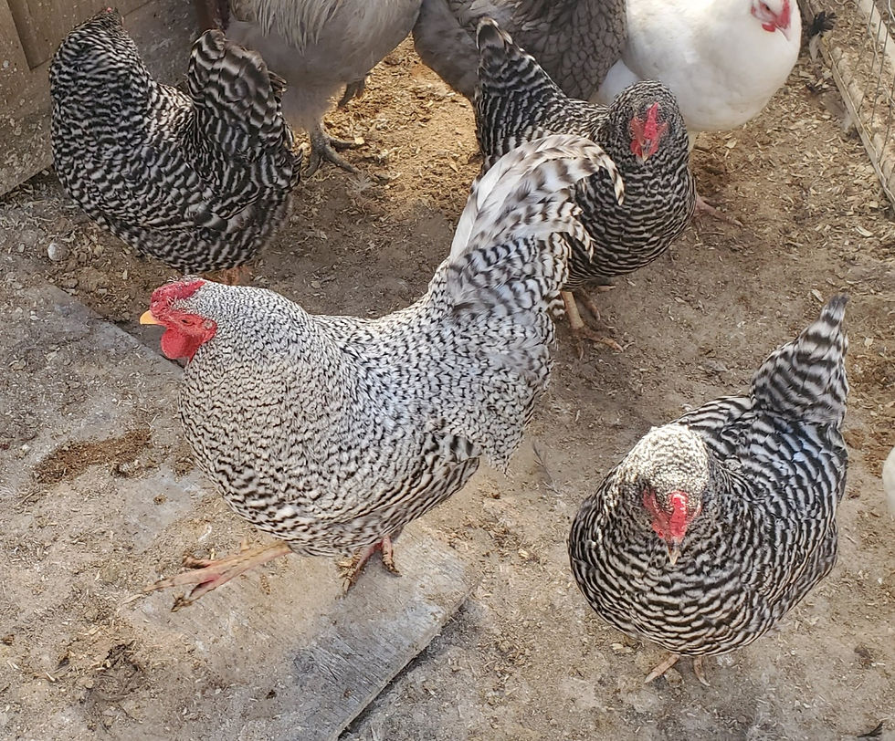 Dominque Chickens