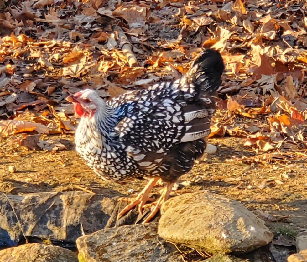 Silver Laced Wyandotte Hen