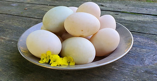 Duck Eggs at The Hennery in Hope, Maine