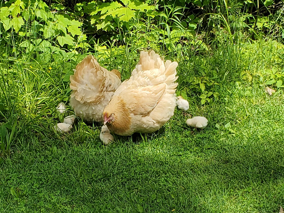 English Lemon Cuckoo Orpington Hens with Chicks