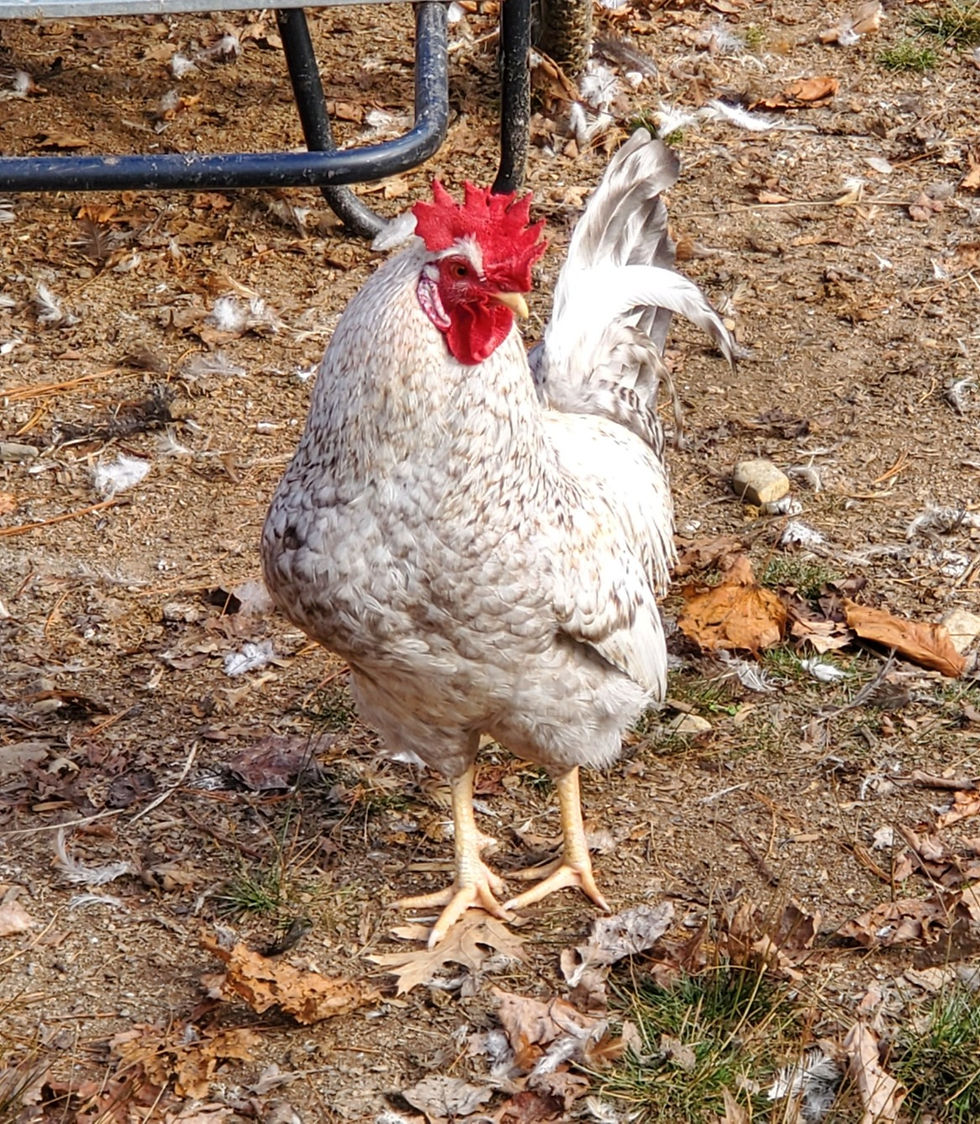 Cream Legbar Rooster