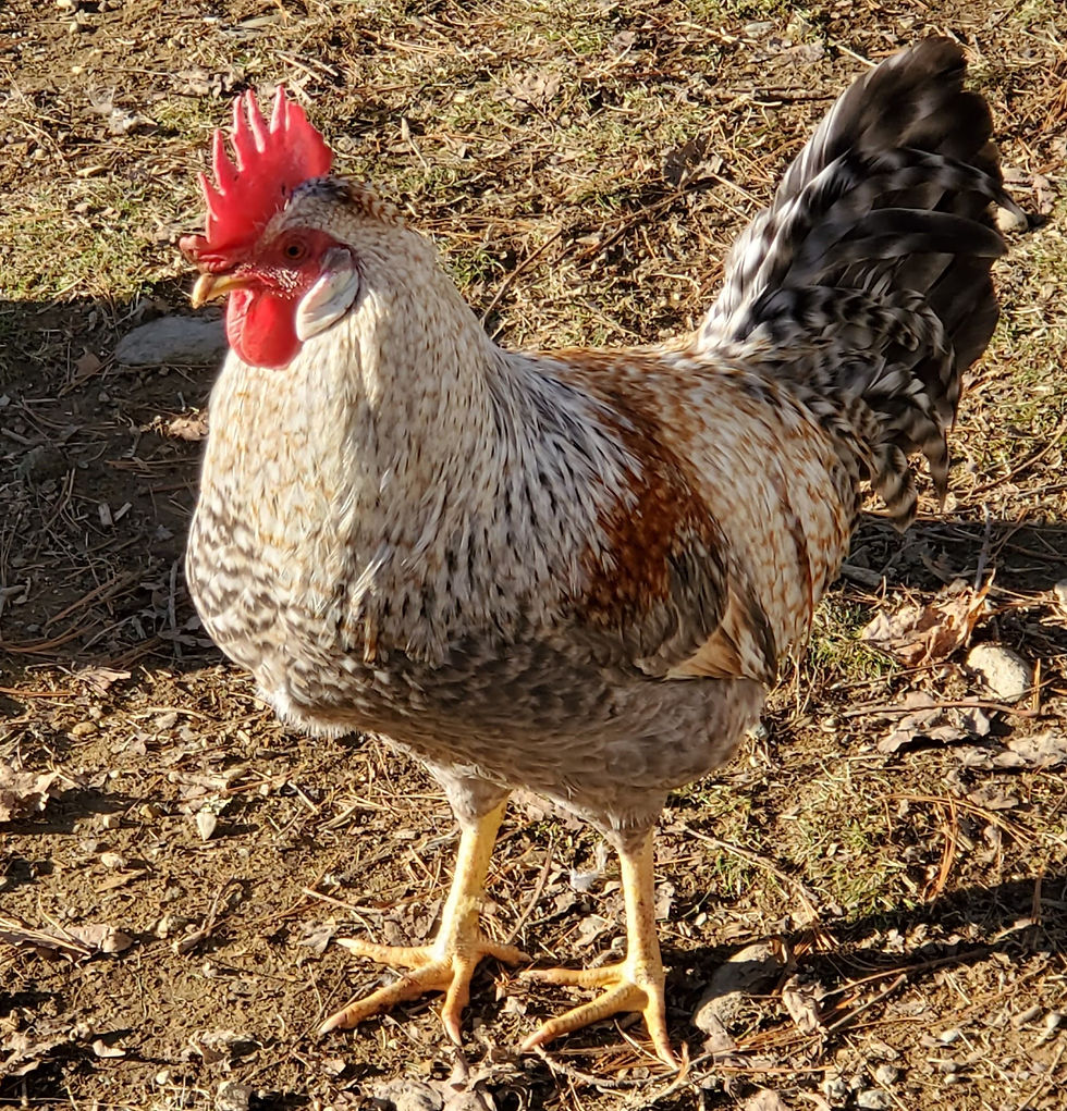 Creole Legbar Rooster