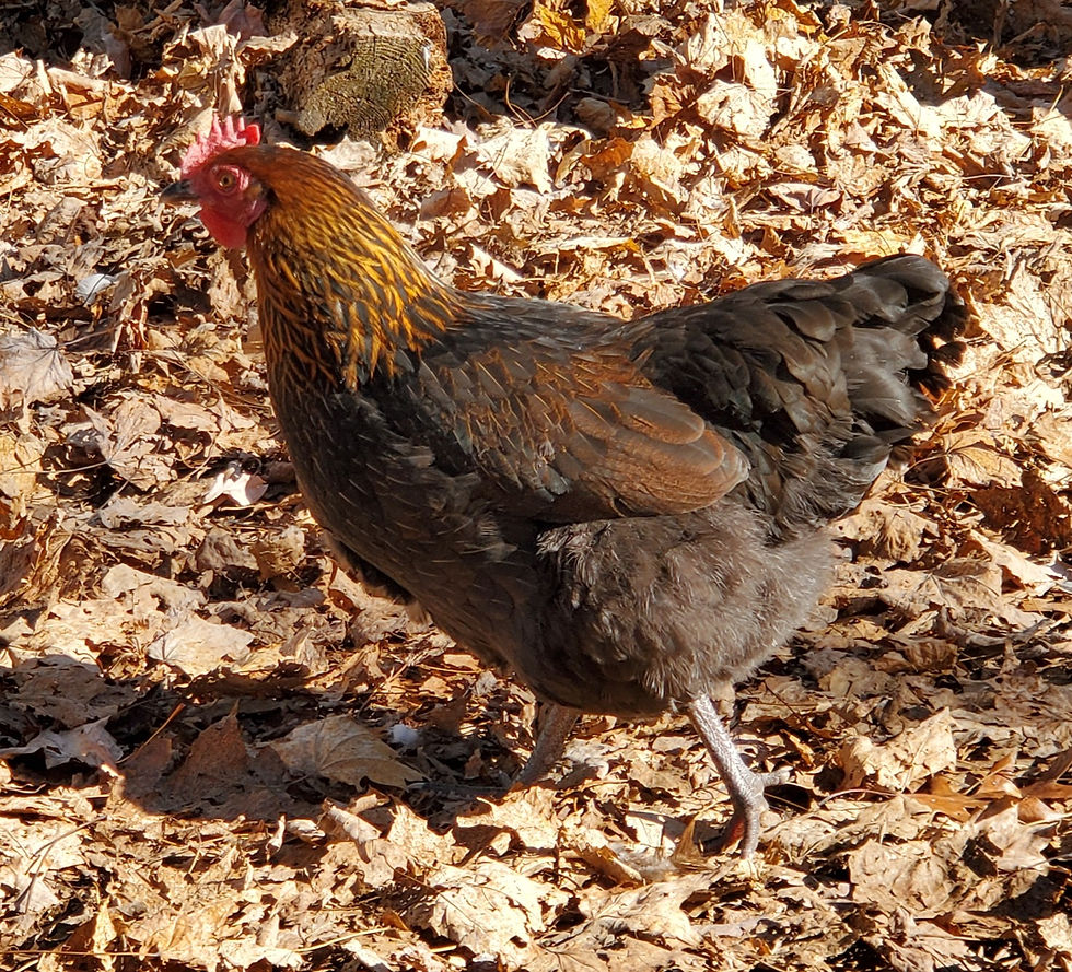 Welsummer Hen