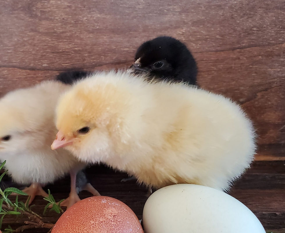 Easter Egger Chick