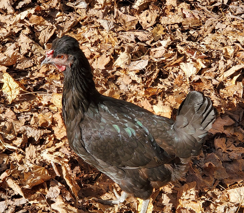 Black Legbar Mix Hen