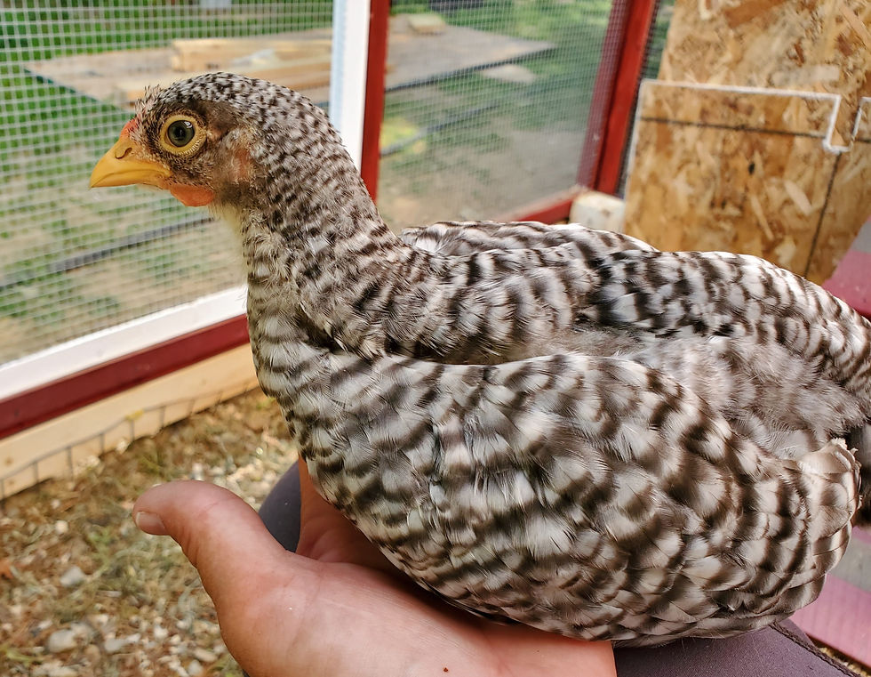 Dominque Cockerel