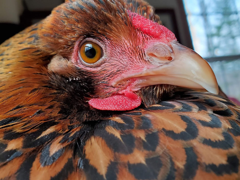 Golden Laced Wyandotte Hen