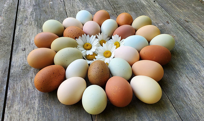 Colorful Local Farm Fresh Eggs at The Hennery in Hope, Maine