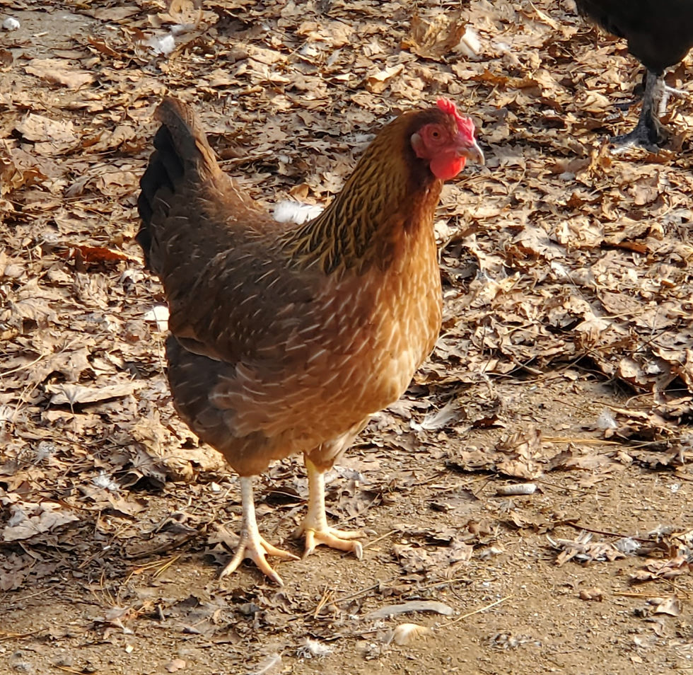 Welsummer Hen