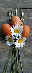 Welsummer Eggs at The Hennery, Hope, Maine