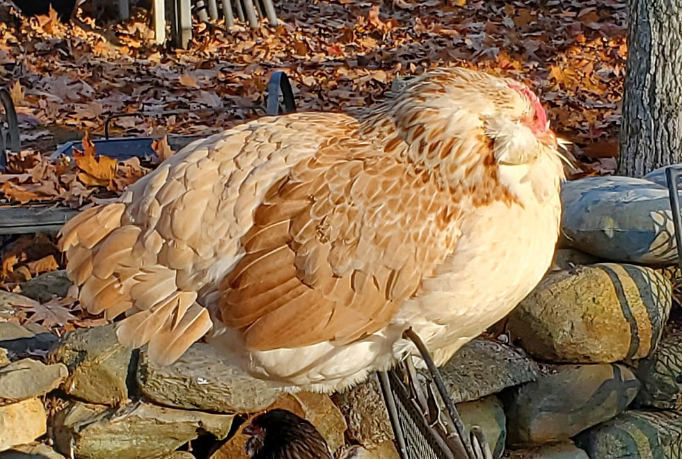 Salmon Faverolle Hen