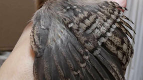 Sexing Chicks: Myths and Realities