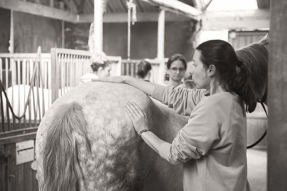 kinesiologie animale ile de france