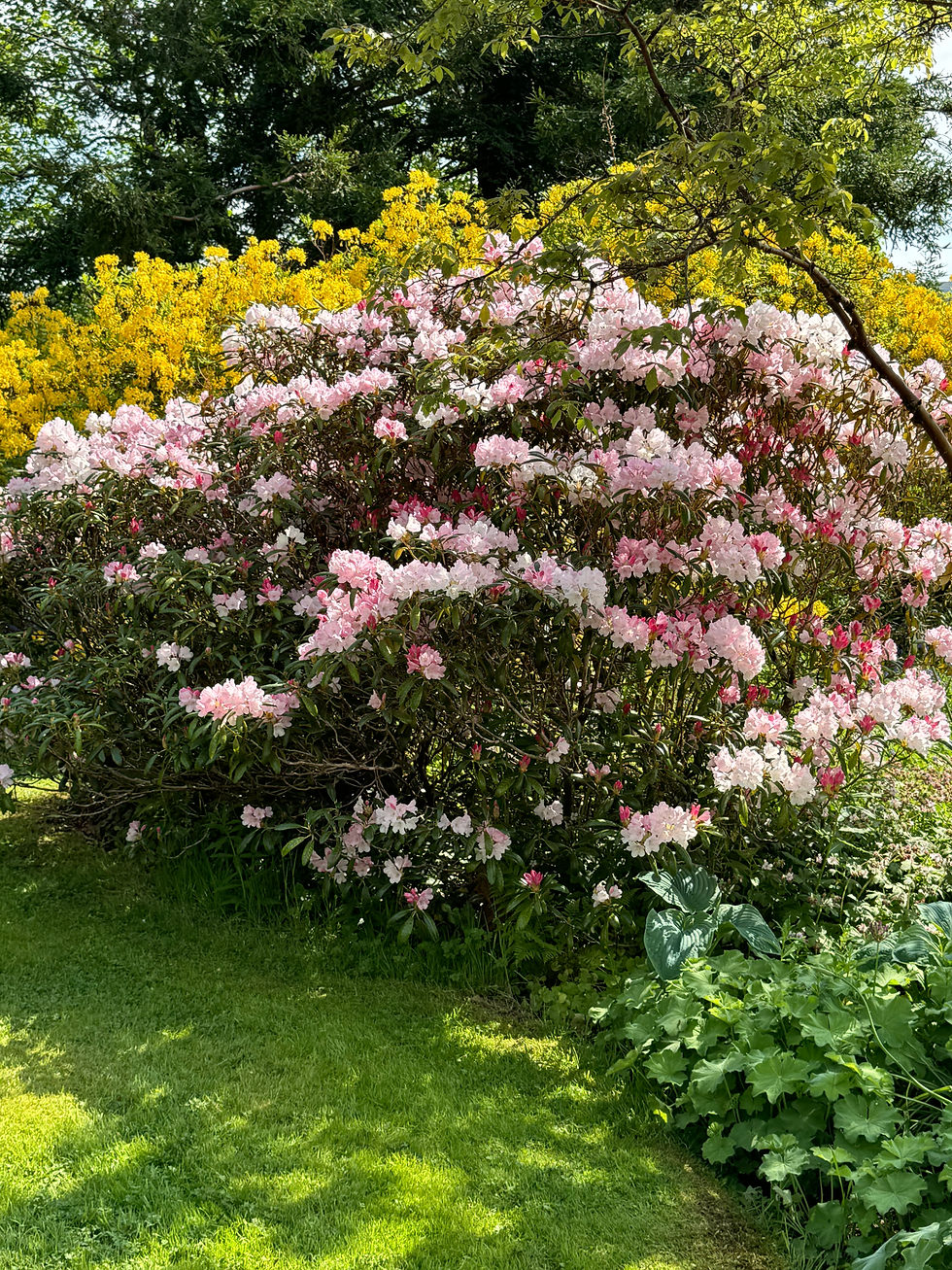 Rhododendrons at Attadale: A Living Rainbow in Bloom
